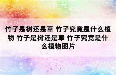 竹子是树还是草 竹子究竟是什么植物 竹子是树还是草 竹子究竟是什么植物图片